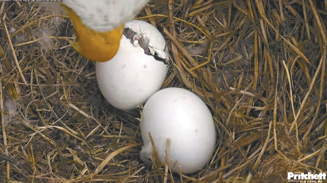 Southwest Florida Eagle Cam fans following first hatch